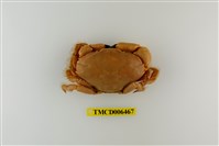 藏品(羅氏毛足蟹)的圖片